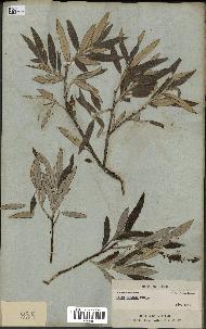 spécimen de Salix candida