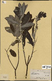 spécimen de Salix candida