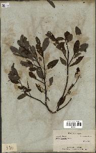 spécimen de Salix discolor