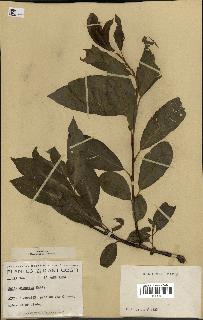spécimen de Salix discolor