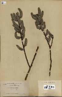 spécimen de Salix discolor