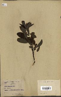 spécimen de Salix discolor