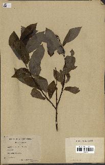 spécimen de Salix discolor