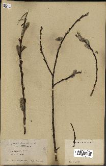 spécimen de Salix discolor