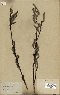 spécimen de Salix discolor