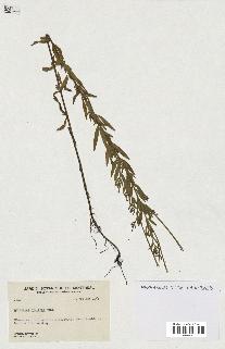 spécimen de Epilobium strictum