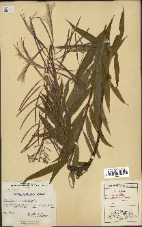 spécimen de Epilobium spicatum
