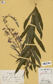 spécimen de Epilobium spicatum