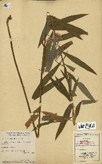 spécimen de Epilobium spicatum