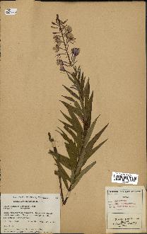 spécimen de Epilobium spicatum