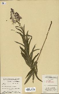 spécimen de Epilobium spicatum
