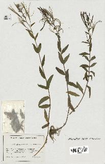 spécimen de Epilobium parviflorum