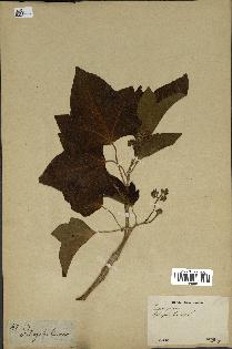 spécimen de Jatropha curcas