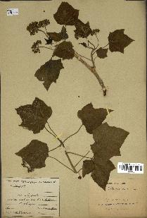 spécimen de Jatropha curcas