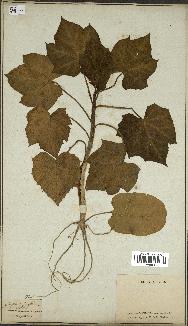 spécimen de Jatropha curcas