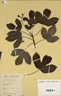 spécimen de Jatropha gossypiifolia