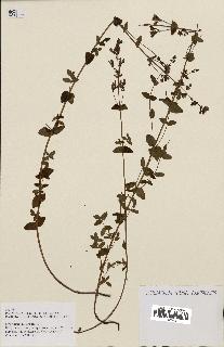 spécimen de Hypericum pulchrum