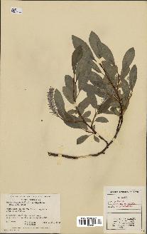 spécimen de Salix aurita