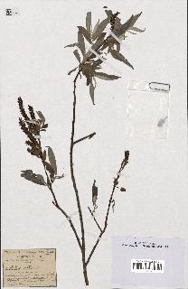 spécimen de Salix alba