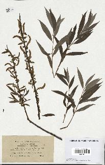 spécimen de Salix alba