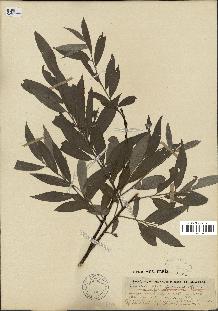 spécimen de Salix alba