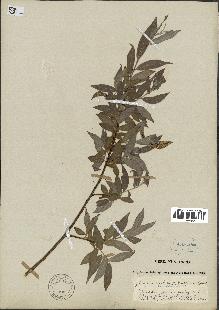 spécimen de Salix alba