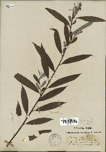 spécimen de Salix alba