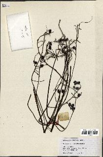 spécimen de Eurycoma longifolia