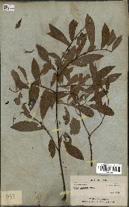 spécimen de Salix discolor