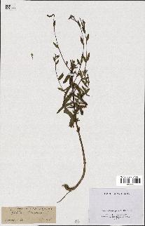 spécimen de Epilobium tetragonum