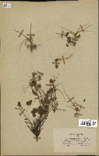 spécimen de Erodium guttatum