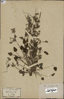 spécimen de Erodium guttatum