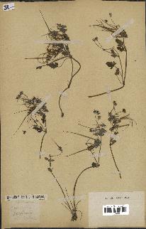 spécimen de Erodium guttatum