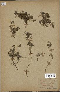 spécimen de Erodium guttatum