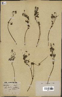 spécimen de Erodium guttatum