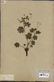 spécimen de Geranium pyrenaicum