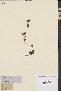spécimen de Erodium guttatum
