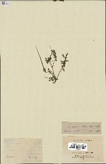 spécimen de Erodium ciconium