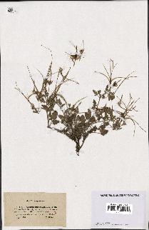 spécimen de Erodium guttatum