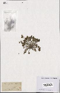 spécimen de Erodium guttatum