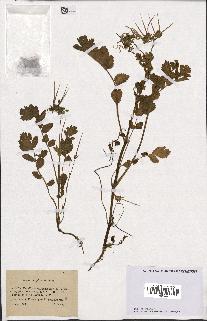 spécimen de Erodium moschatum