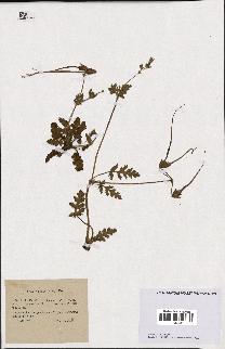 spécimen de Erodium botrys