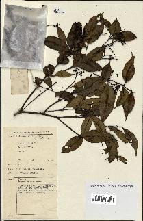 spécimen de Eugenia sp.