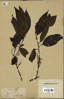 spécimen de Eugenia sp.