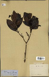 spécimen de Eugenia sp.
