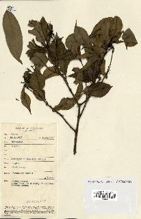 spécimen de Eugenia sp.