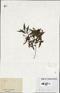 spécimen de Eugenia sp.