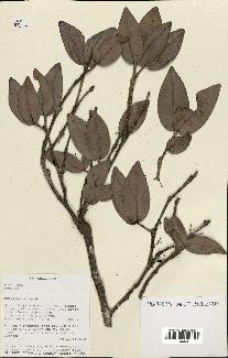 spécimen de Eugenia sp.