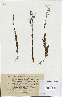 spécimen de Epilobium tetragonum