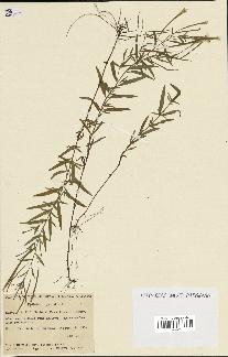 spécimen de Epilobium palustre